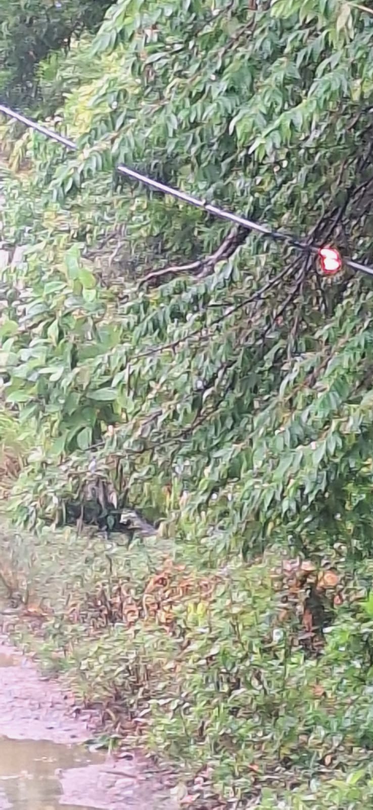 IMG-20250714-WA0000